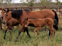 2018 Foal Paddys Gin Sweden JW